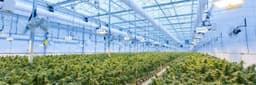 How Technology is Transforming the Cannabis Industry  How Technology is Transforming the Cannabis Industry
