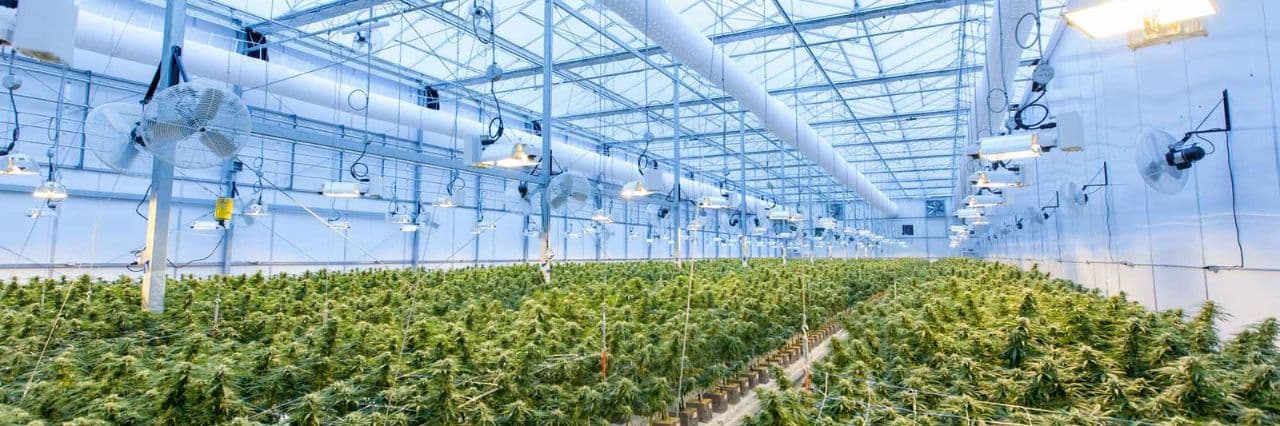 How Technology is Transforming the Cannabis Industry How Technology is Transforming the Cannabis Industry