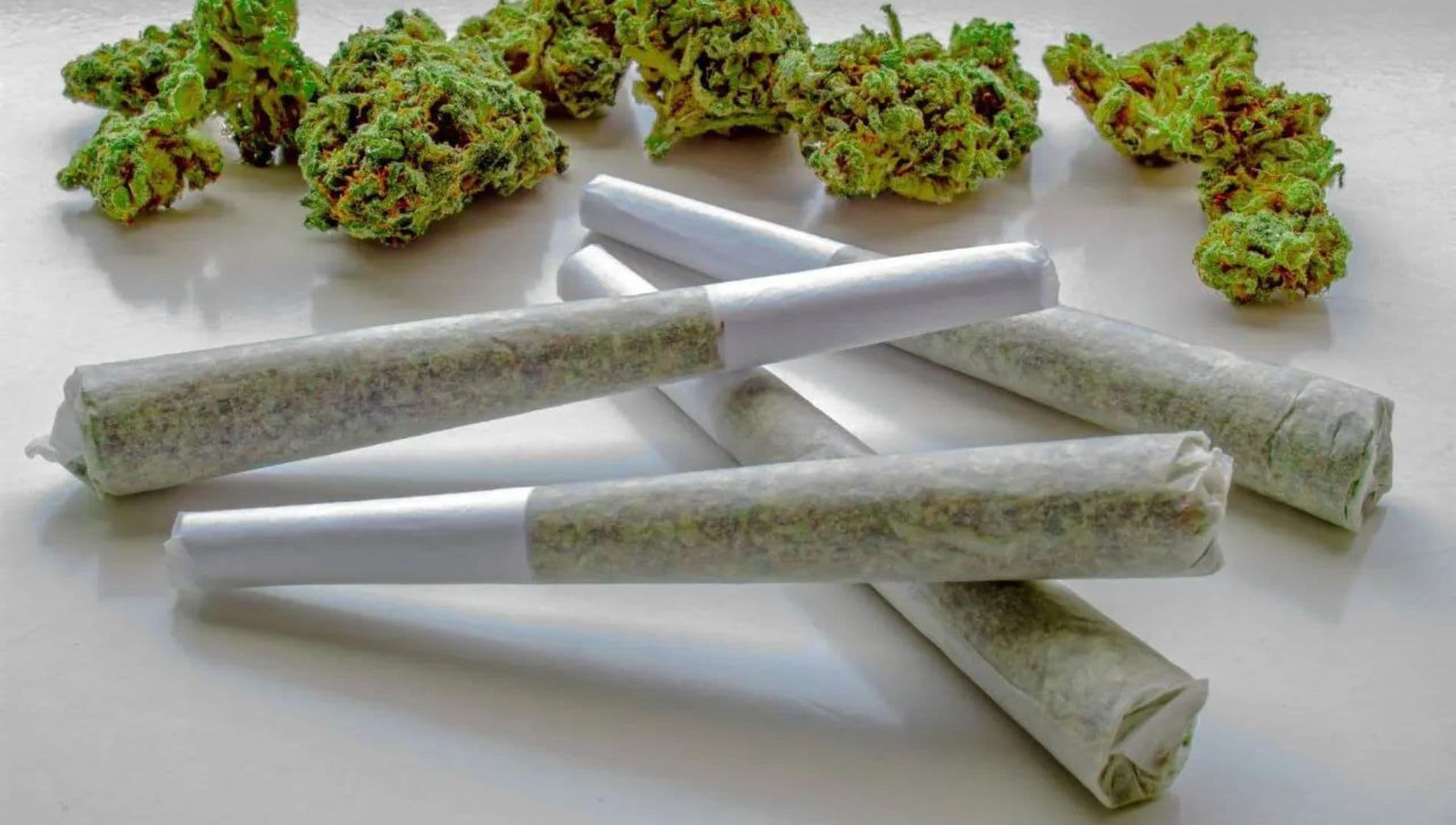 How to Choose the Best Cannabis Pre-Rolls How to Choose the Best Cannabis Pre-Rolls